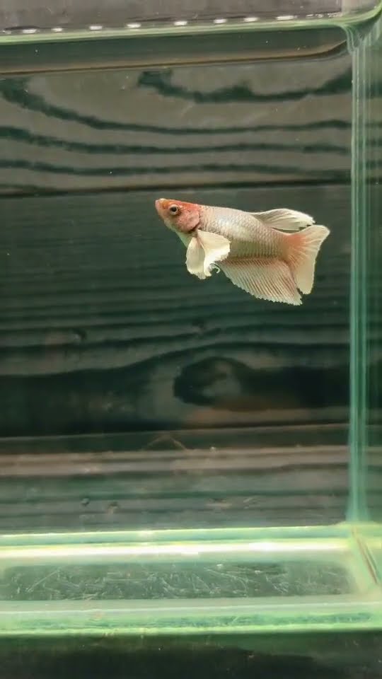 ベタ PKHM ダンボ